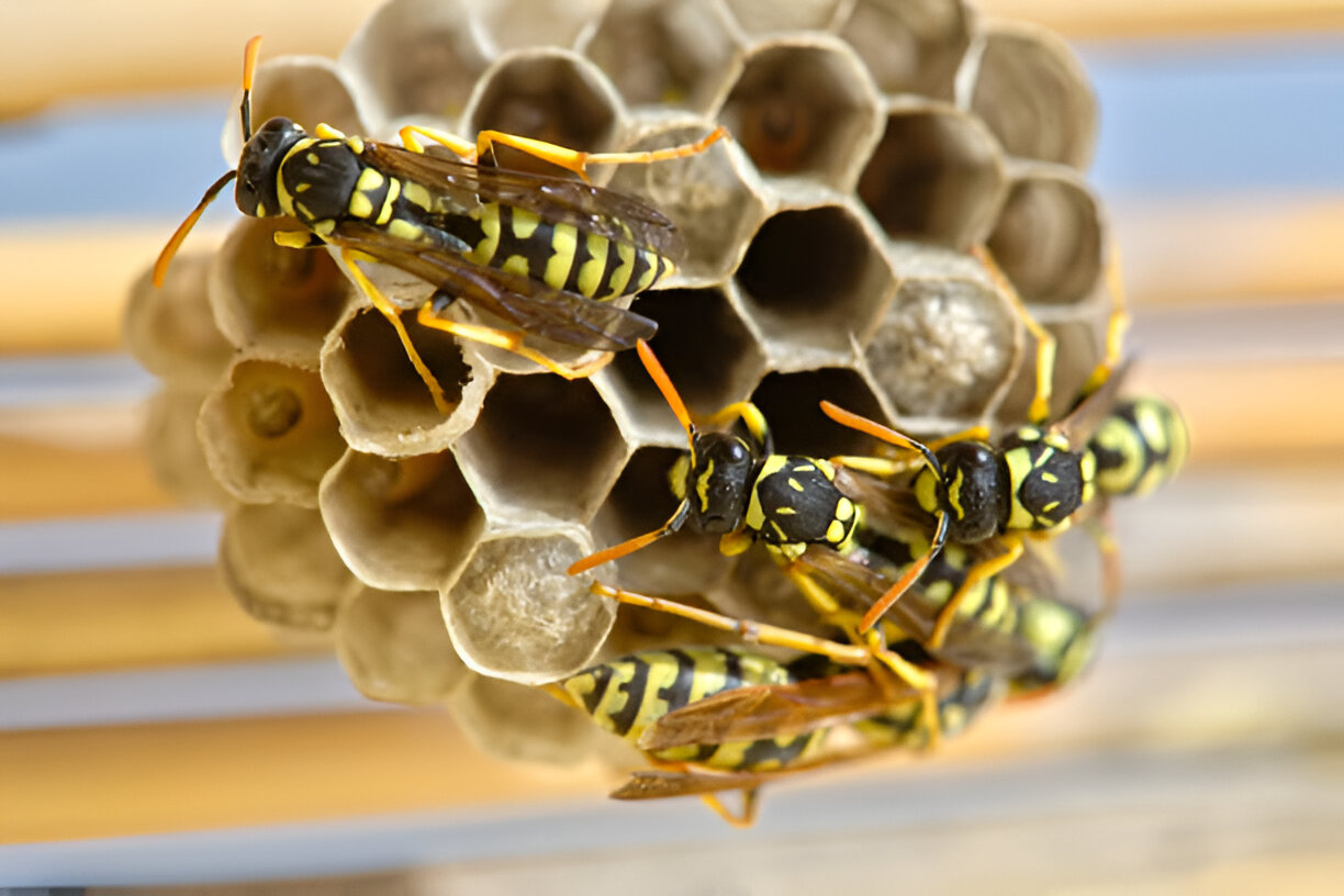 Wasps Control